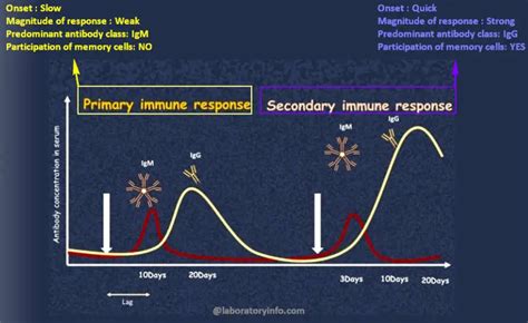 Difference between Primary and Secondary immune response - Laboratoryinfo.com