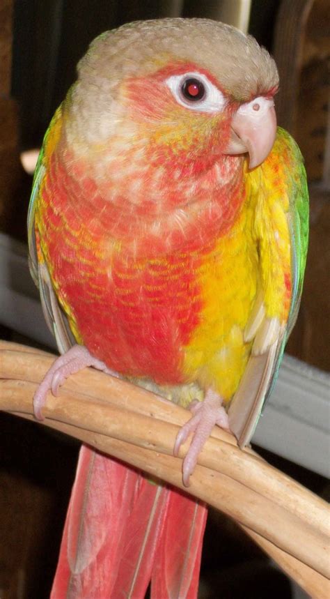 Green-Cheeked Conure Facts, Habitat, Diet, Adaptations, Pictures