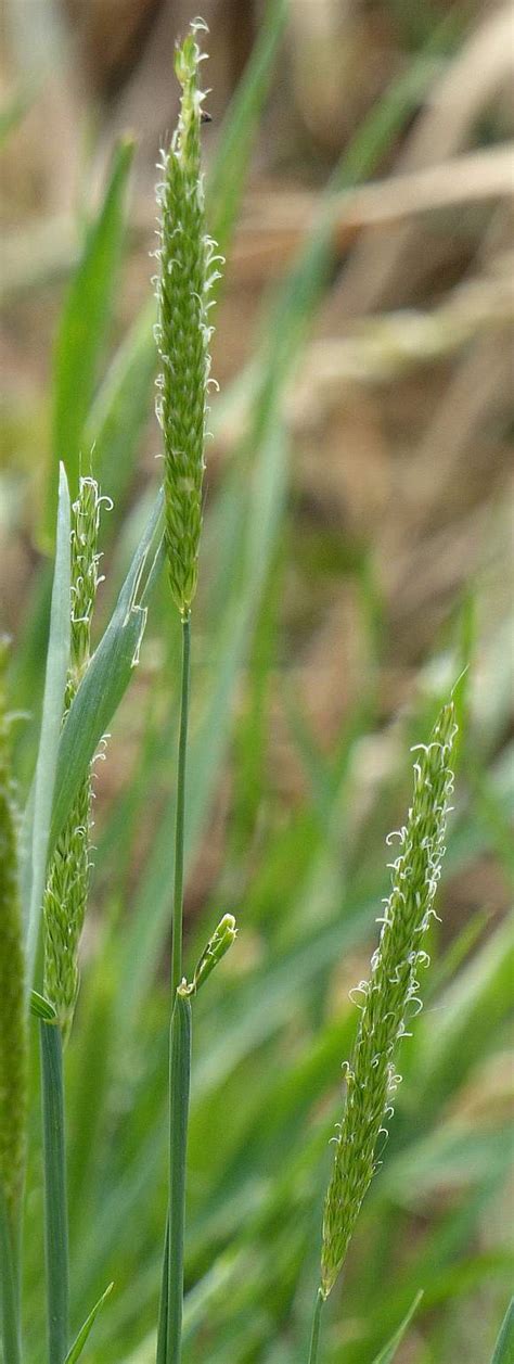 Grass (Black) / Black Grass - Wild Flower Finder