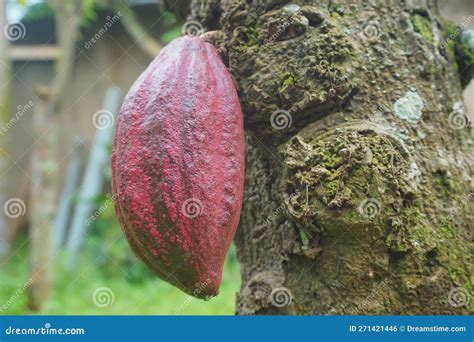 Theobroma Cacao L. Also Called Cocoa, Hanging on the Tree Stock Photo ...