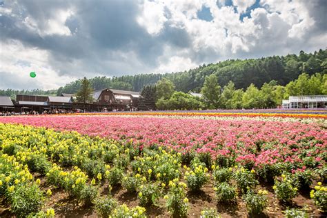 Tomita Farm - Hokkaido Guide