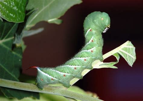 Tomato Hornworm (Five-spotted Hawkmoth): Identification, Life Cycle, Facts & Pictures