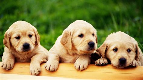 Central Wallpaper: Cute Puppies HD Wallpapers Collection