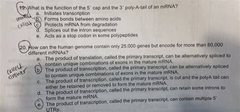 Solved 19 What is the function of the 5' cap and the 3 | Chegg.com