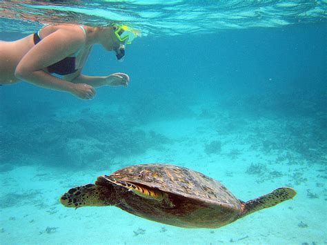 Honduras 3 Count: 130 Spots for Snorkeling in Roatan