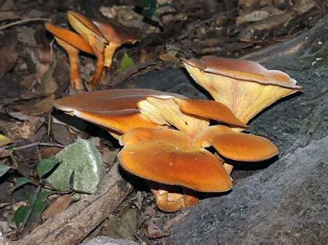 What Are the Orange Mushrooms in My Yard? (Identification)