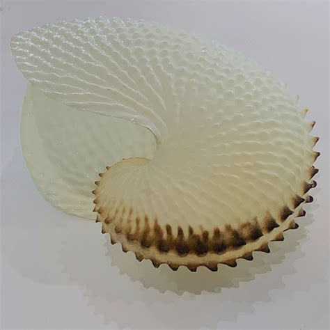 Rare Large Paper Nautilus Shell - Artedeco - Online Antiques