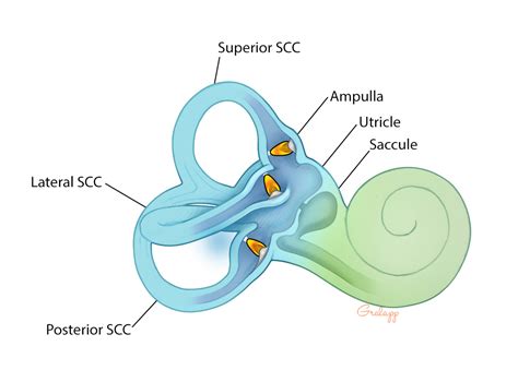 Vestibular System – Oto Surgery Atlas