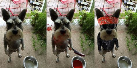 Hilarious Memes Of An Angry-Looking Dog Standing Upright