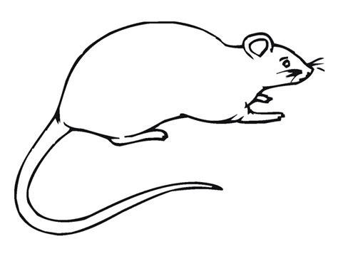 Cute Rat Drawing | Free download on ClipArtMag