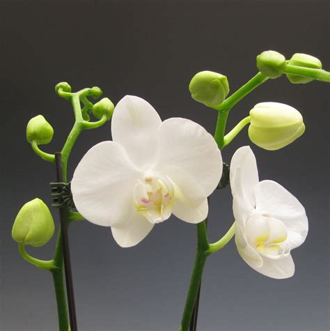 Orchid Plants - White Phalaenopsis | Orchidaceous! Orchid Blog