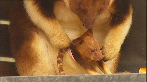 Rare Goodfellow's tree kangaroo baby makes an appearance at Canberra's ...