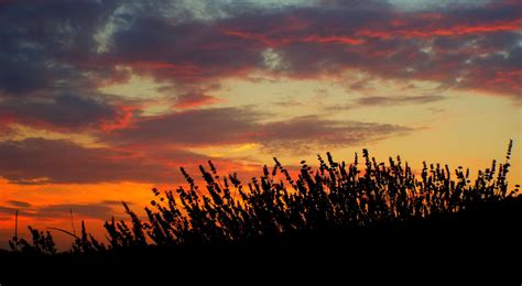 sunset, lavender, field Wallpaper, HD Nature 4K Wallpapers, Images and ...