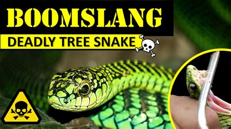 BOOMSLANG - Highly venomous snake - YouTube