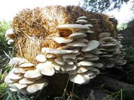 HOW TO GROW YOUR OWN OYSTER MUSHROOMS ON STRAW - PrepperFortress