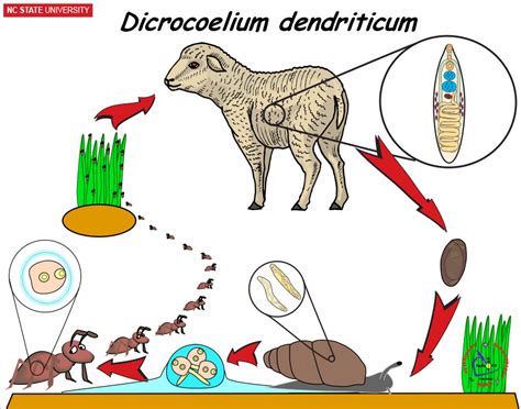 NCSU Veterinary Parasitology