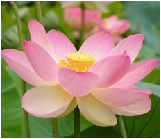 Lotus – Vietnam’s national flower | Sydney Language Solutions