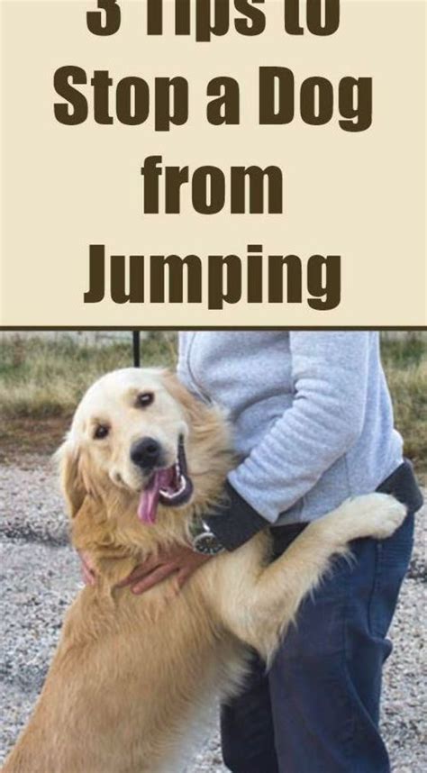 You cannot just tell a dog to stop jumping on people, you have to teach ...