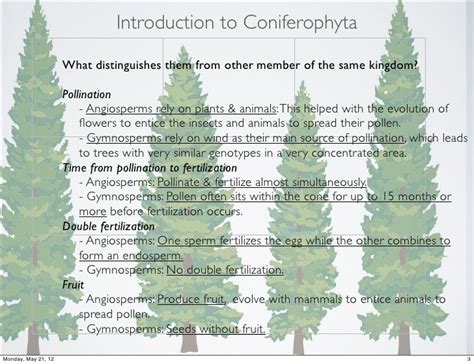 Coniferophyta