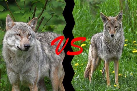 Wolf Pack Ranks (5 Levels in the Hierarchy) - Wildlife Informer