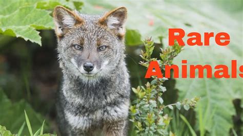 10 Rare Animals in the World that will go EXTINCT by 2022 - YouTube