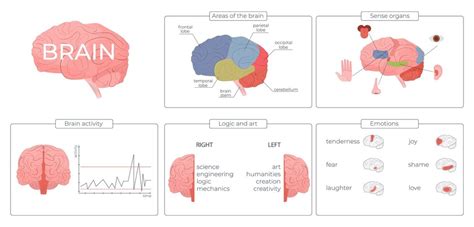 Free Vector | Brain function infographic set with emotions and activity ...