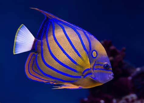 Blue striped tropical fish Stock Photo - Animal stock photo free download