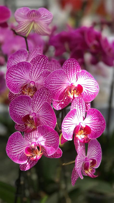 Hd Wallpaper Orchid - WoodsLima