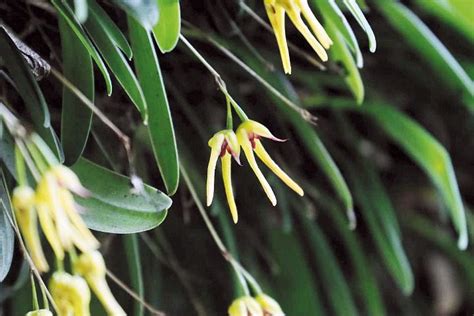 New Orchid Species Discovered in Sichuan