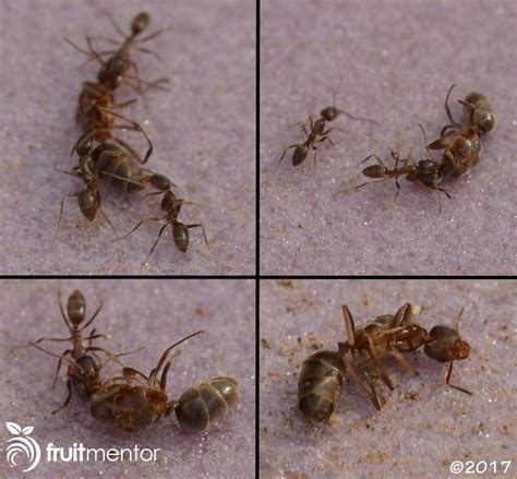 How to Get Rid of Ants Using Liquid Ant Bait - fruitmentor™