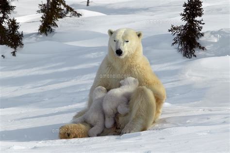 Polar Bear mother nursing young cubs, Manitoba, Canada.[22206001504]の写真 ...