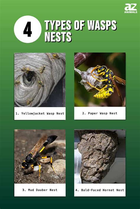 4 Types Of Wasps Nests And Their Unique Features - A-Z Animals