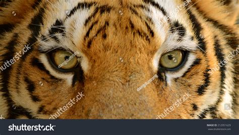 Fierce Bengal Tiger Eye Looking Stock Photo 212951629 - Shutterstock