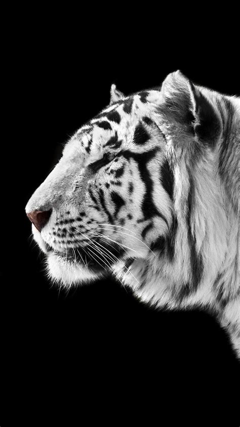 White Tiger iPhone Wallpapers - Wallpaper Cave