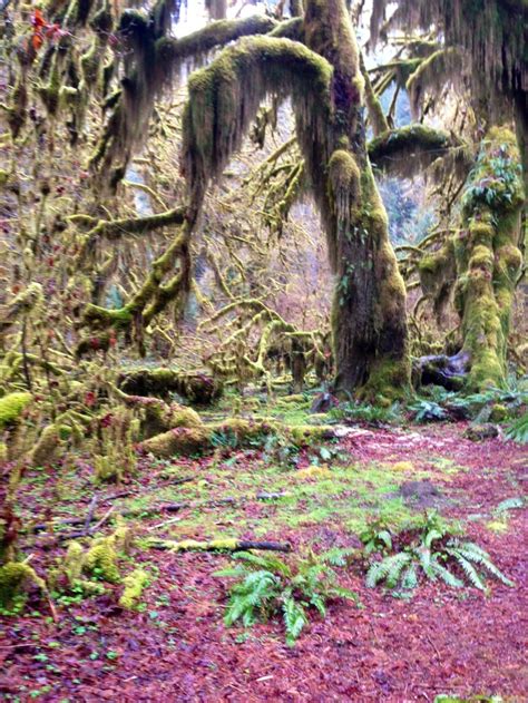 HOH Rainforest | Rainforest, Favorite places, Great photos