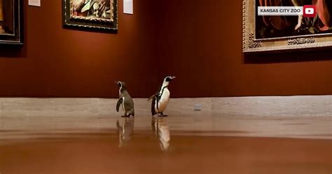 Kansas City Zoo penguins take a field trip to the museum