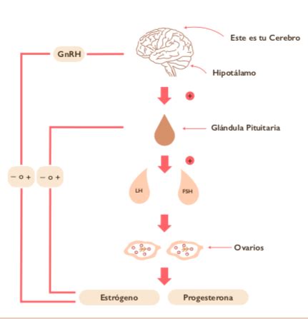 Amenorrea Hipotalámica ~ Perdida del Ciclo - Radiant Nutritionist