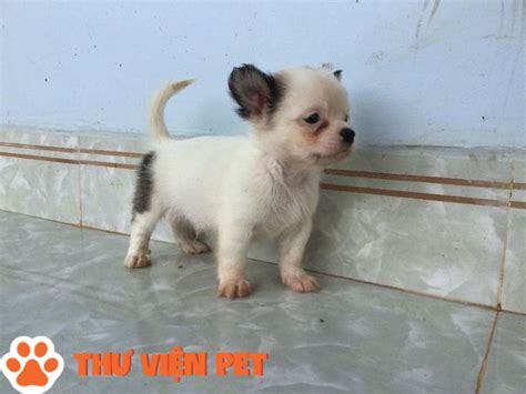 Chó phốc - Thư Viện Pet - Trang Chia Sẻ Thông Tin Và Cách Chăm Sóc Thú Cưng