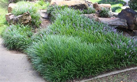 Drought Tolerant Liriope Makes an Outstanding Ground Cover