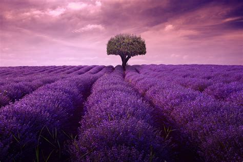 Download Nature Field Cloud Tree Lavender 4k Ultra HD Wallpaper by John ...