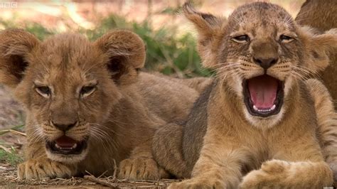 Cute Lion Cubs Only 6 Weeks Old! - This Wild Life - BBC - YouTube