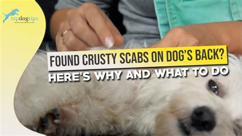 Found Crusty Scabs on Dog’s Back? Here’s Why and What to Do - YouTube