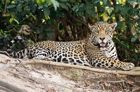 Jaguar Panthera Onca Resting On A Rock Photograph by Panoramic Images - Pixels