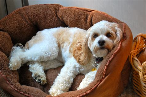 Cockapoo cuteness-I'm thinking this is what Benny will look like when he's older | Cute little ...