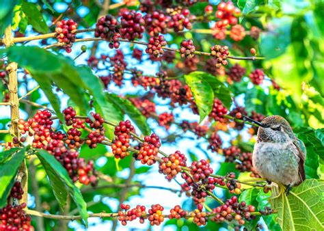 Bird-Friendly Coffee Explained: Avian-Friendly Brews