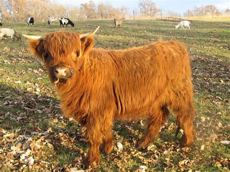 Miniature highland cattle | Miniature cow breeds, Cow photos, Big dogs
