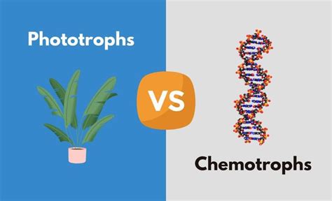 Phototrophs vs. Chemotrophs - What's The Difference (With Table) | Diffzy | Different, Incoming ...