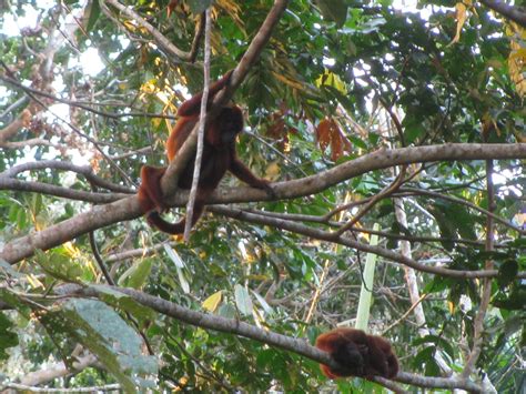 Tambopata River Peru - Wildlife & Whitewater Adventure