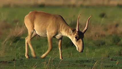 Saiga | mammal | Britannica.com