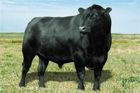 10 Facts about Angus Cattle - Fact File